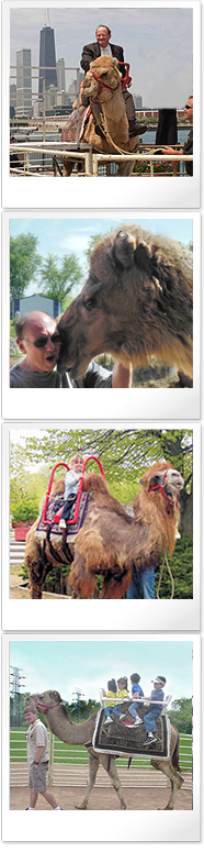 Camel Collage